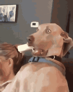 Shocked Surprised GIF