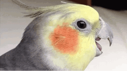Shocked Yellow Bird