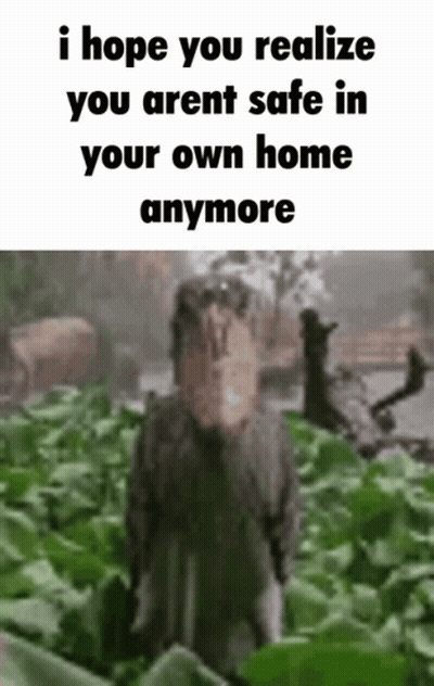Shoebill Shoebill Bird GIF