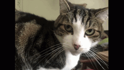 Short Haired Cat Totally Rigged GIF