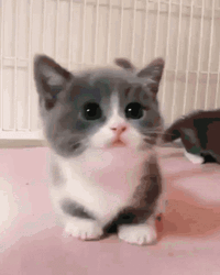 Short Legged Cute Kitten GIF