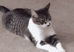 Shorthair Cute Cat Chilling  GIF