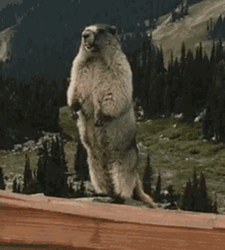 Shout Yell Groundhog  GIF