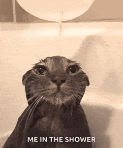 Shower Cat GIF