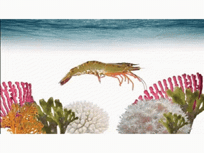 Shrimp Jumping Over Coral Reef GIF