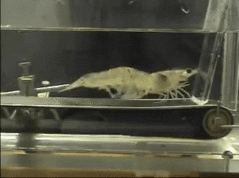 Shrimp's Fitness Jogging Session GIF