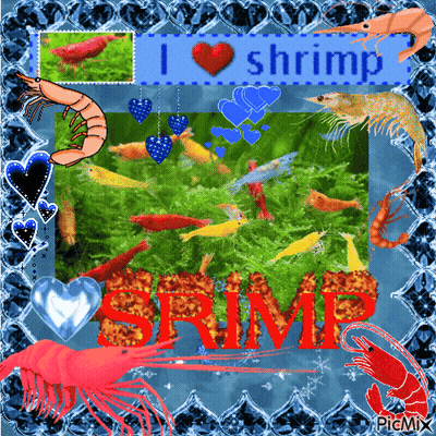 Shrimp Saying I Love Shrimp GIF