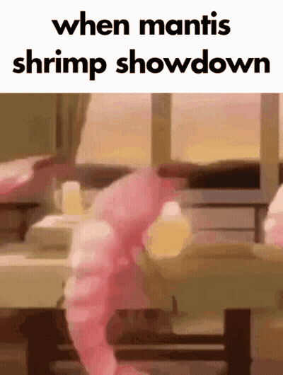 Shrimp Saying When Mantis Shrimp Showdown GIF