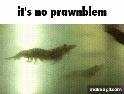 Shrimp Swimming It's No Prawnblem GIF