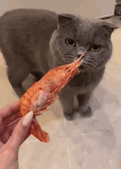 Shrimp Wearing Party Hat With Confetti GIF