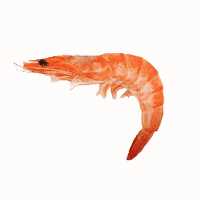 Shrimp With Black Eye GIF