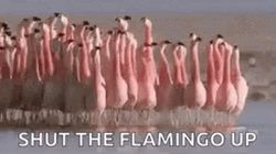 Shut The Flamingo Up GIF