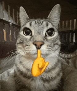 Shut Up And Listen Cat GIF