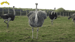Shy Ostrich Run Away From Camera GIF