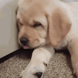 Shy Sad Puppy Hides Face GIF