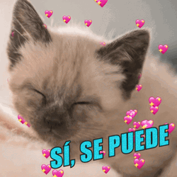 Si Se Puede Sleeping Cat GIF