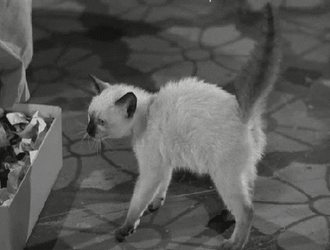 Siamese Cat Attack GIF