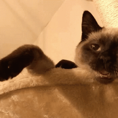 Siamese Cat Laying On Back On Blanket GIF