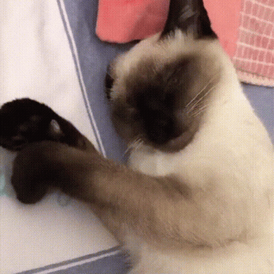 Siamese Cat Laying On Bed With Paws Outstretched GIF