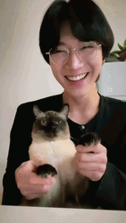 Siamese Cat Party Paw GIF
