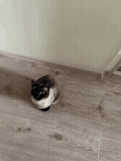 Siamese Cat Sitting On Floor Looking At Camera GIF