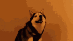Siberian Husky Diarrhea Meme GIF
