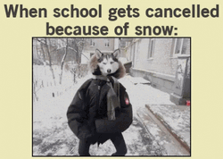 Siberian Husky On Jacket Dancing On Snow Day GIF