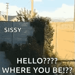 Siberian Husky Sissy Hello Where You Be GIF