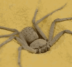 Sicarius Terrosus Spider Covering Itself