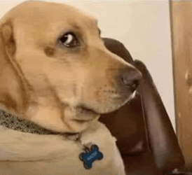 Side Eye Eww Meme GIF