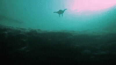 Silhouette Of Person Swimming GIF