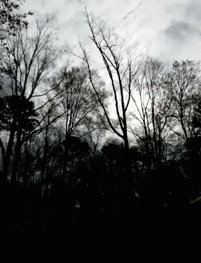 Silhouette Of Trees With Cloudy Sky GIF