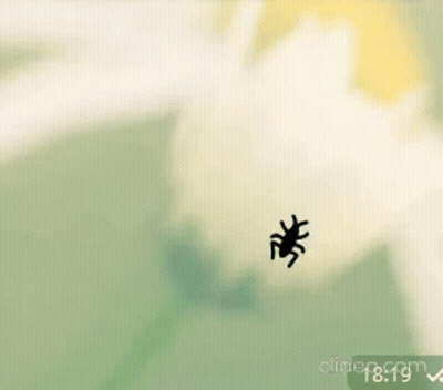 Silhouetted Spider On Green Background At 18:19 GIF