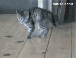 Silly Bouncy Cat  GIF