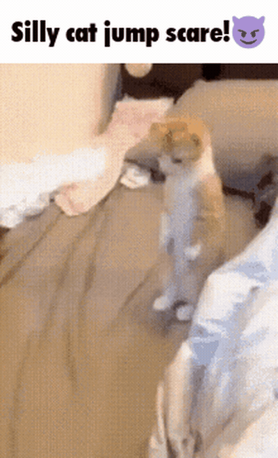 Silly Cat Jump Scare Standing GIF