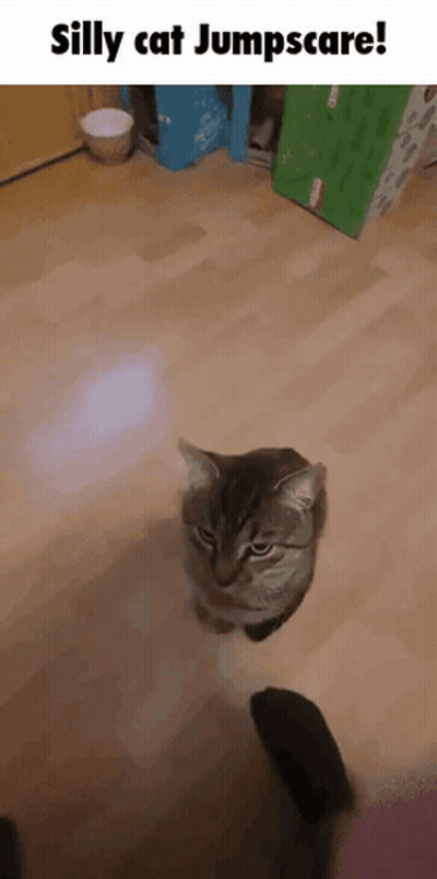 Silly Cat Jumpscare Sitting On Wooden Floor GIF