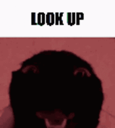 Silly Cat Looking Up GIF