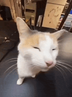 Silly Cat Sillly GIF