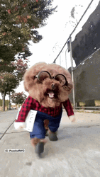 Silly Dog Coming In Hot GIF