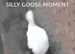 Silly Duck Moment