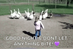 Silly Goose Chasing Kid GIF