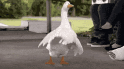 Silly Goose Dancing Energetically GIF