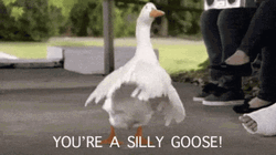 Silly Goose Dancing On Street GIF