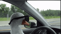 Silly Goose Driving Crazy  GIF