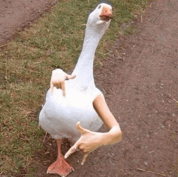 Silly Goose Edited Arms GIF