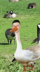 Silly Goose Edited Head Moving GIF