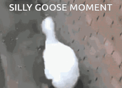 Silly Goose Head Dance GIF