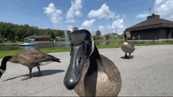 Silly Goose Open Mouth GIF
