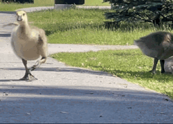 Silly Goose Running Fast GIF