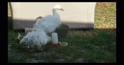 Silly Goose Stamping Feet Joyfully GIF
